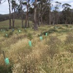 Revegetation program