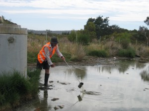 Sampling at a constructed wetland site