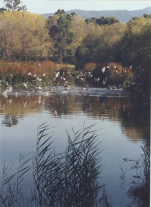 wetlands